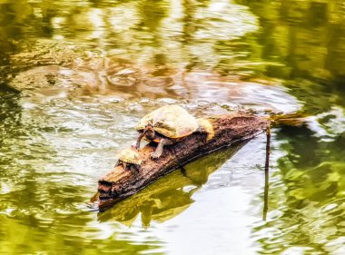 Assam Çatı Kaplumbağası 