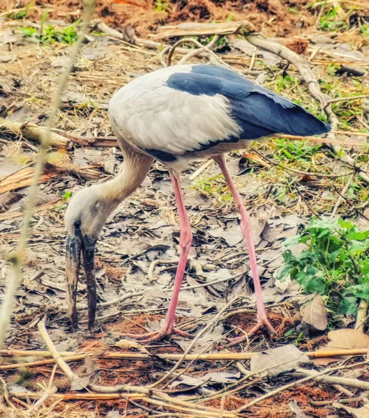 Cigüeña Openbill — Foto de Stock