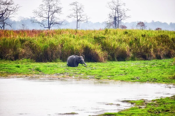 Asiatic elephant at Kaziranga Assam India.