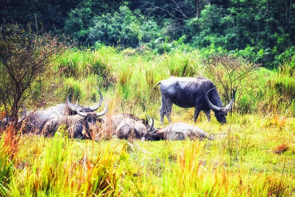 Buffalo d'acqua selvatica — Foto Stock