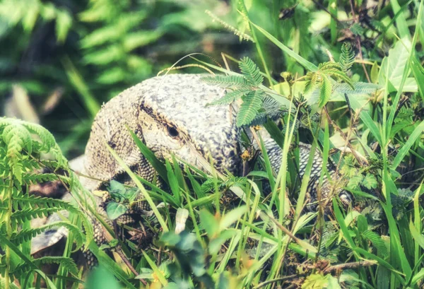 El monitor indio Lagarto — Foto de Stock