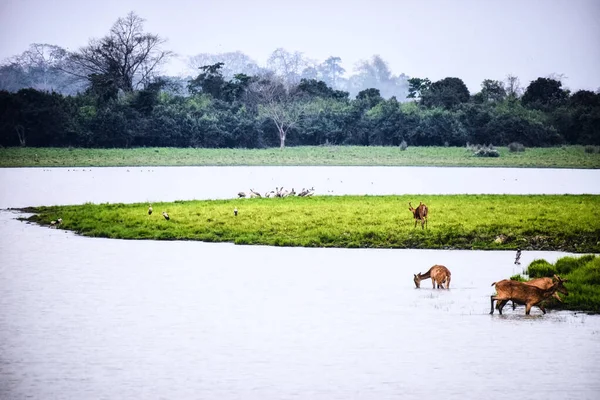 Parque Nacional Kaziranga —  Fotos de Stock