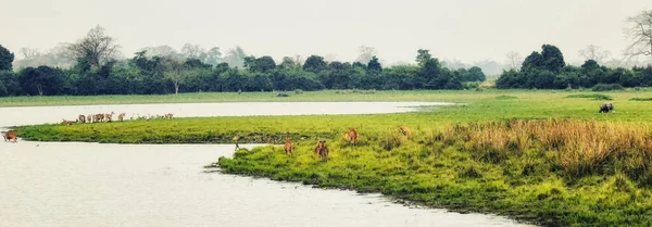 Parque Nacional de kaziranga Panorama —  Fotos de Stock