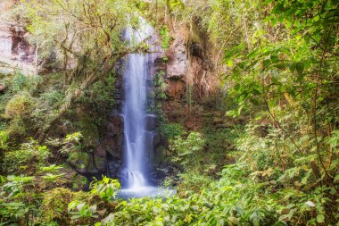 Tropikal bir ormanda çağlayan su