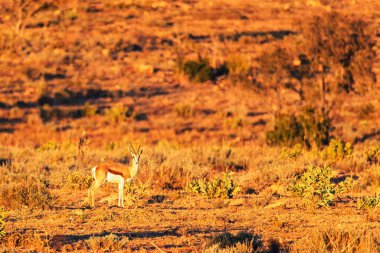 Güney Afrika 'da günbatımında Impala (Aepyceros melampus)