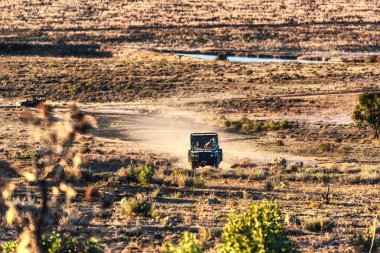 Hayvan arayan turistlerle dolu Safari araçları.
