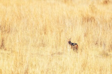 Siyah sırtlı çakal, Canis mesomelas, Welgevonden Game Reserve, Güney Afrika