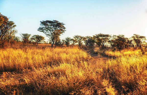Savannah Landskap Sydafrika — Stockfoto