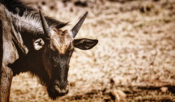 Focus Selettivo Volto Wildebeest Wildebeest Sta Guardando Nella Fotocamera — Foto Stock