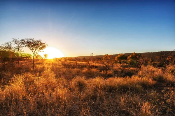 Savannenlandschaft Südafrika — Stockfoto