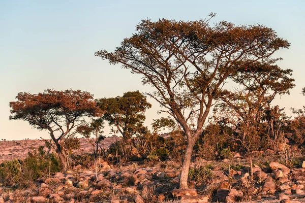 Akaciaträd Vid Solnedgången Welgevondens Nationalpark — Stockfoto