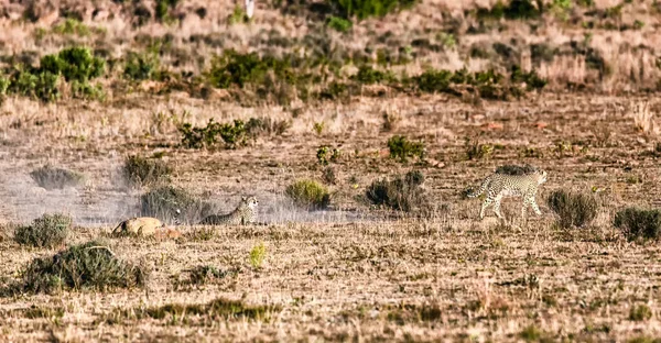 Guepardo Sudafricano Extiende Por Toda Reserva Caza Welgevonden Sudáfrica —  Fotos de Stock