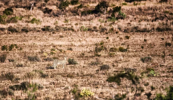 Ghepardo Sudafricano Estende Tutta Riserva Caccia Welgevonden Sudafrica — Foto Stock