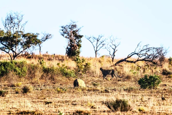 Guepardo Sudafricano Extiende Por Toda Reserva Caza Welgevonden Sudáfrica —  Fotos de Stock