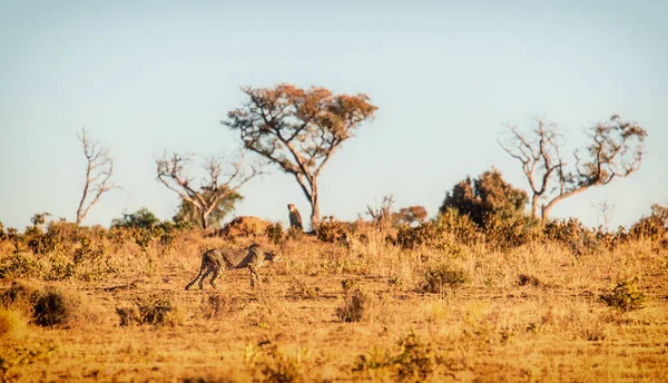 Νότια Αφρική Cheetah Κυμαίνεται Όλη Την Welgevonden Game Reserve Στη — Φωτογραφία Αρχείου