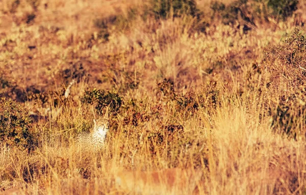 Cheetah Sul Africano Varia Longo Reserva Caça Welgevonden África Sul — Fotografia de Stock