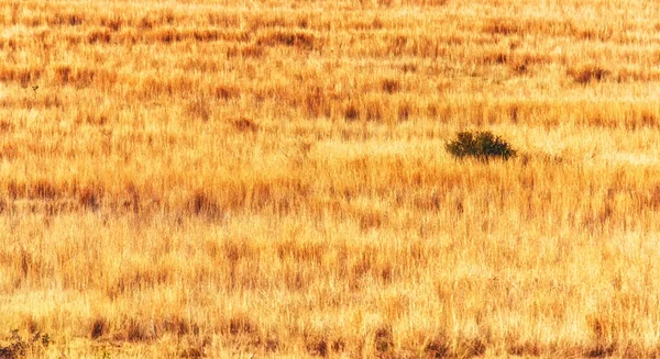 Трава Рівнинах Південної Африки — стокове фото