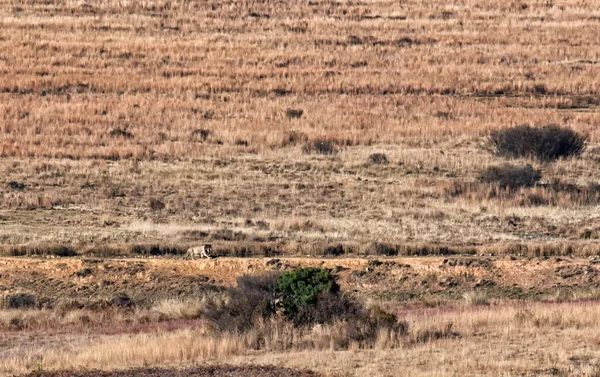 Gran León Africano Macho Distancia Sudáfrica —  Fotos de Stock