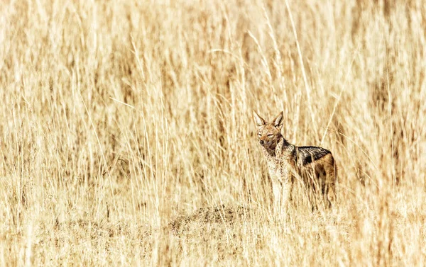 Sciacallo Dalla Schiena Nera Canis Mesomelas Welgevonden Game Reserve Sudafrica — Foto Stock