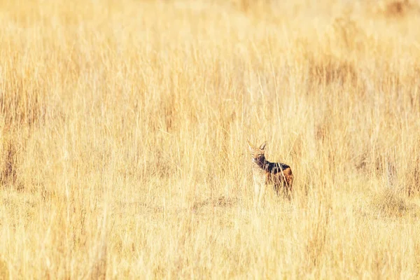 南非Welgevonden野生动物保护区Canis Mesomelas黑背野狼 — 图库照片