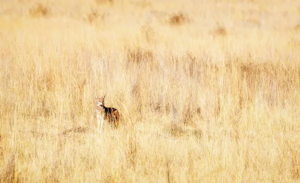 Chacal Apoio Negro Canis Mesomelas Welgevonden Game Reserve África Sul — Fotografia de Stock