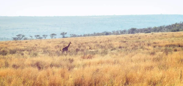 Uma Girafa Caminhando Savana Africana Marakele Safari Wildlife Reserve — Fotografia de Stock