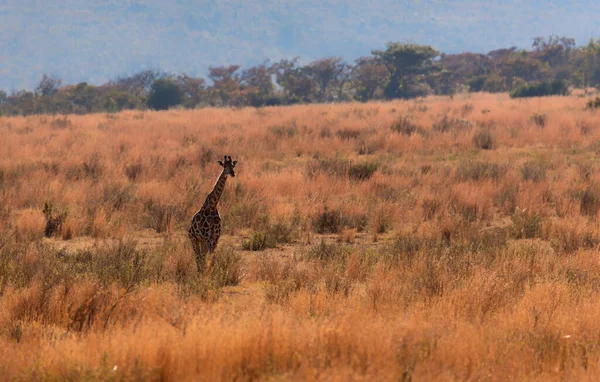 Marakele Safari Vahşi Yaşam Koruma Alanında Yürüyen Bir Zürafa — Stok fotoğraf