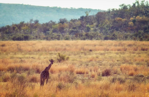 Una Giraffa Passeggia Nella Savana Africana Marakele Safari Wildlife Reserve — Foto Stock