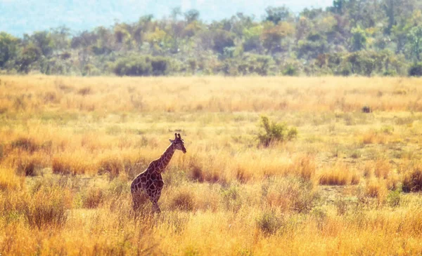 Žirafa Procházky Africké Savaně Marakele Safari Divoká Zvěř Rezerva — Stock fotografie
