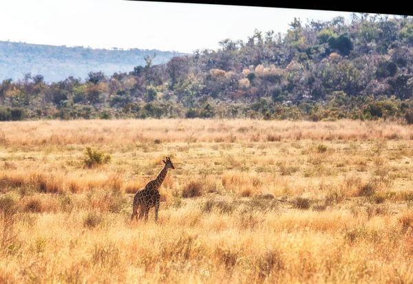 Una Giraffa Passeggia Nella Savana Africana Marakele Safari Wildlife Reserve — Foto Stock