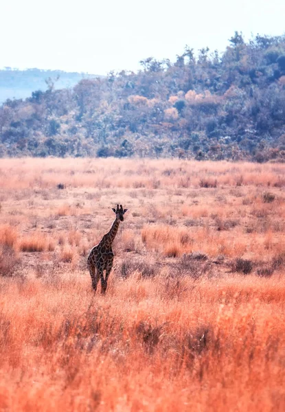 Una Giraffa Passeggia Nella Savana Africana Marakele Safari Wildlife Reserve — Foto Stock