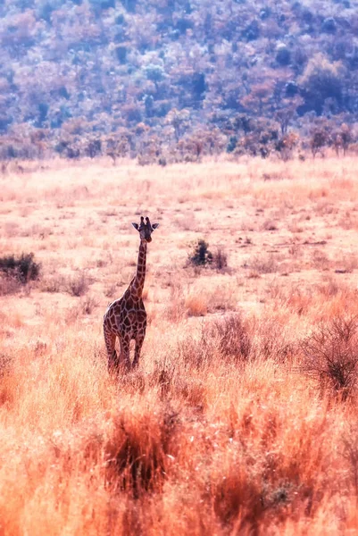 Жирафа Живе Африканській Савані Маракеле Сафарі — стокове фото