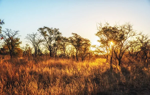 Savannenlandschaft Südafrika — Stockfoto