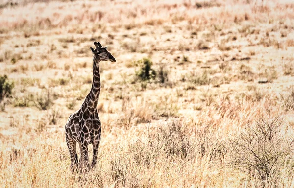 Una Giraffa Passeggia Nella Savana Africana Marakele Safari Wildlife Reserve — Foto Stock