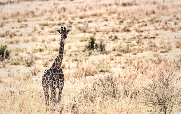 Una Giraffa Passeggia Nella Savana Africana Marakele Safari Wildlife Reserve — Foto Stock