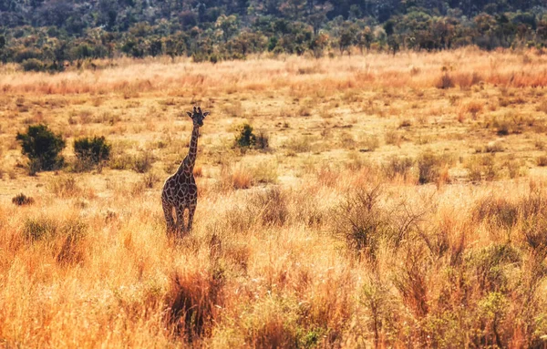 Žirafa Procházky Africké Savaně Marakele Safari Divoká Zvěř Rezerva — Stock fotografie