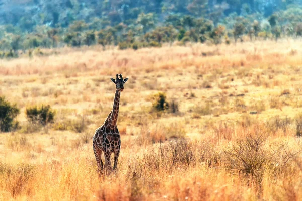 Una Giraffa Passeggia Nella Savana Africana Marakele Safari Wildlife Reserve — Foto Stock