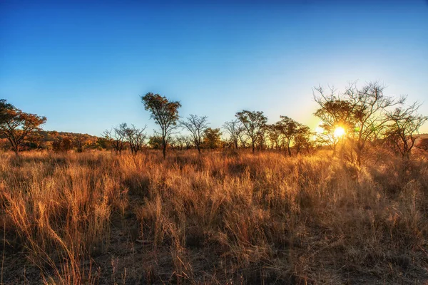 Savannenlandschaft Südafrika — Stockfoto