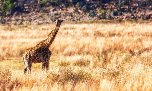 Una Giraffa Passeggia Nella Savana Africana Marakele Safari Wildlife Reserve — Foto Stock