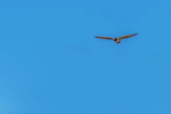 Águila Serpiente Negra Adulta — Foto de Stock