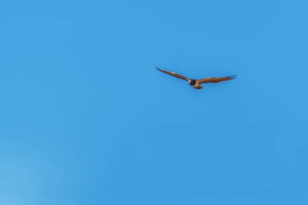 Adult Black Chested Snake Eagle — Stock Photo, Image