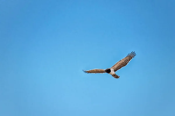 Adulto Preto Peito Snake Eagle — Fotografia de Stock