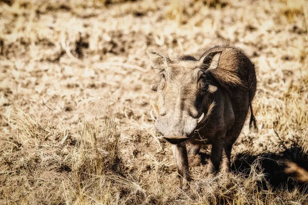 Gewone Wrattenzwijn Phacochoerus Africanus Een Wildreservaat — Stockfoto