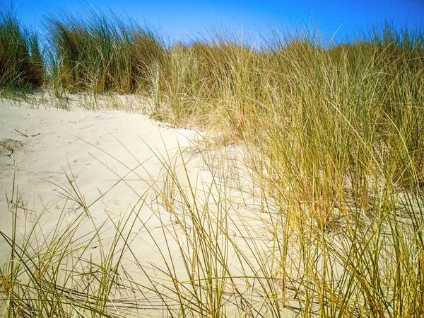 Capim Marrão Europeu Capim Marinho Ammophila Arenaria Nas Dunas — Fotografia de Stock