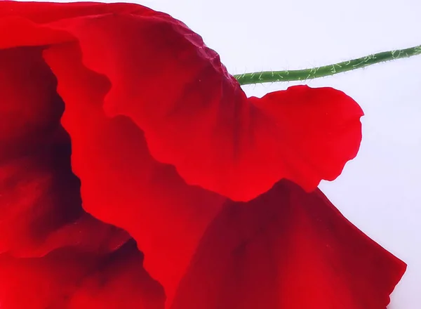 Flor Roja Brillante Una Amapola Oriental Papaver Orientalis Sobre Fondo — Foto de Stock