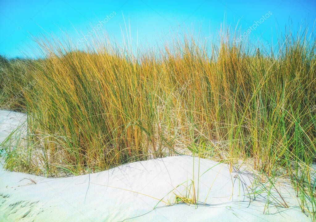 European marram grass / beachgrass (Ammophila arenaria) in the dunes