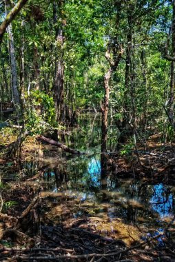 Daintree Yağmur Ormanı, Avustralya 'nın Queensland eyaletinin kuzeydoğu kıyısında yer alan ve dünyada sürekli hayatta kalan en eski tropikal yağmur ormanıdır.,