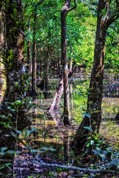 Floresta Tropical Daintree Uma Região Costa Nordeste Queensland Austrália Mais — Fotografia de Stock