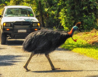 Queensland Avustralya 'nın kuzeyindeki Daintree Ulusal Parkı' nda bir cassowary Dünya Mirası 'nda karşıdan karşıya geçiyor.
