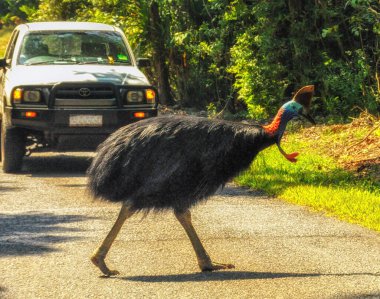 A cassowary crosses the road in the World Heritage Listed Daintree National Park in far north Queensland Australia clipart